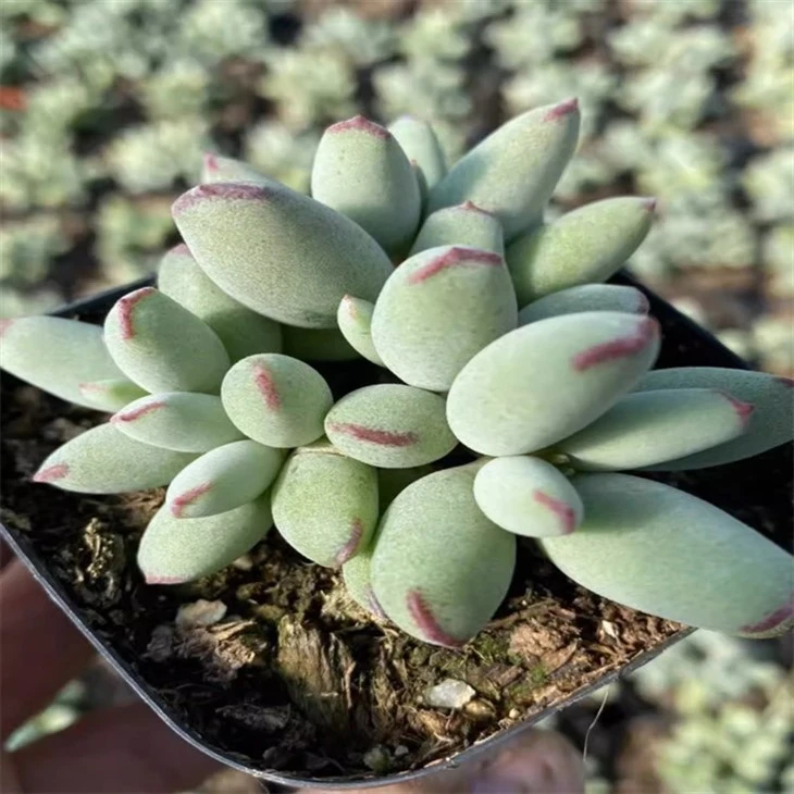 Cotyledon Orbiculata Var.dinteri