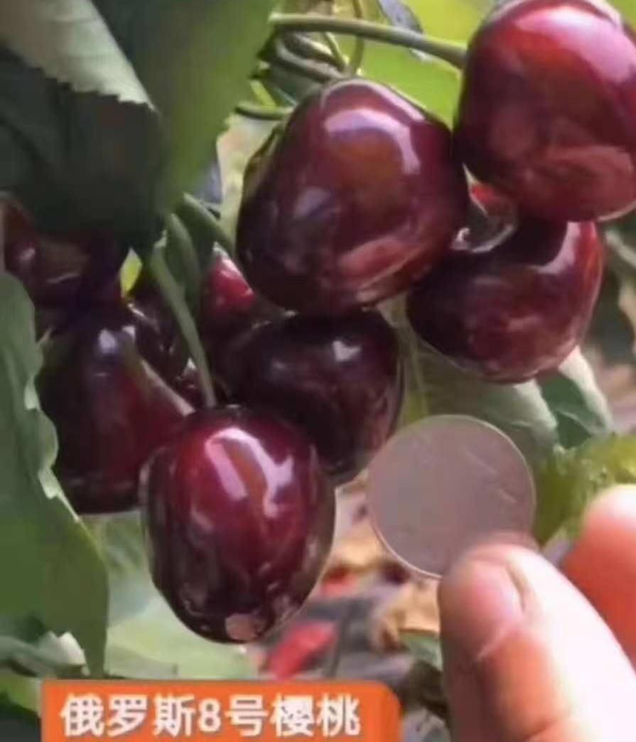 Cherry Sapling best