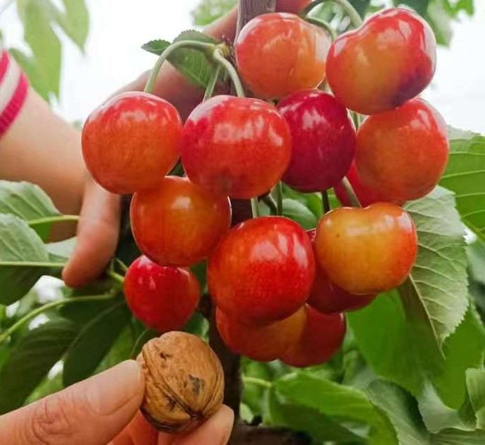 Cherry Sapling