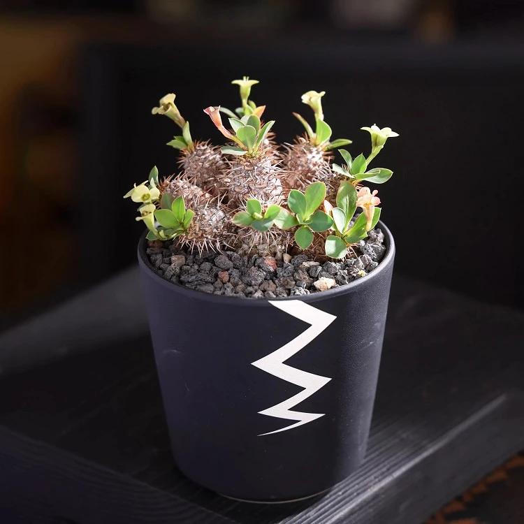 Euphorbia Parvimedusae